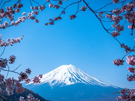 Cherry blossoms in Japan